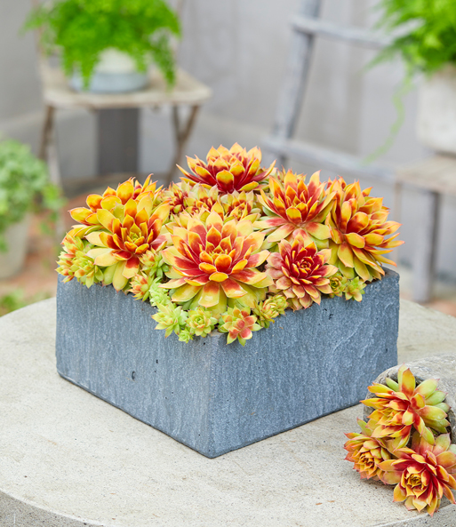 Viele Sempervivum 'Gold Nugget' wurden in einen eckigen Stein-Kübel gepflanzt. Die Jungen Pflanzen sind noch grün, alte rot.