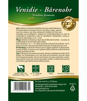 Bärenohr 'Venidie Weiß'