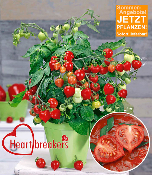 Herz-Tomaten-Pflanze Heartbreakers® 'Vita' F1