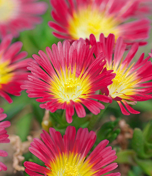 Nahaufnahme der pinken Blütenblätter der Winterharte Eisblume „Hot Pink Wonder“. Die Blütenmitte ist gelb.