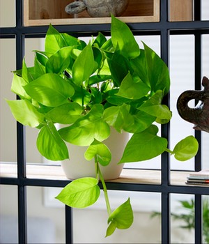 Efeutute 'Golden Pothos'