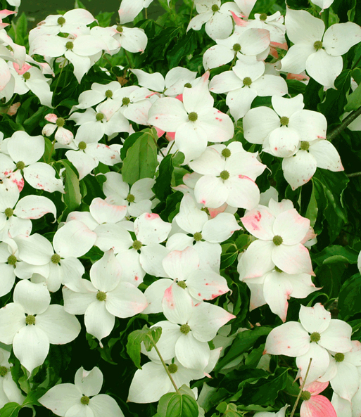 Japanischer Blumen-Hartriegel