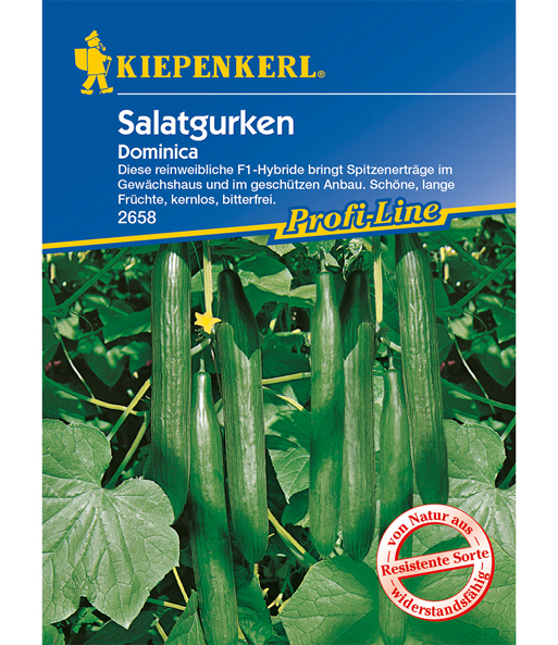 Salatgurken 'Dominica'