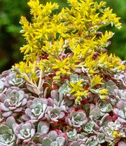 Sedum Purpureum