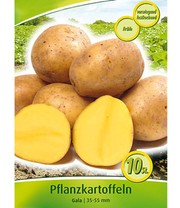 Pflanzkartoffel 'Gala'