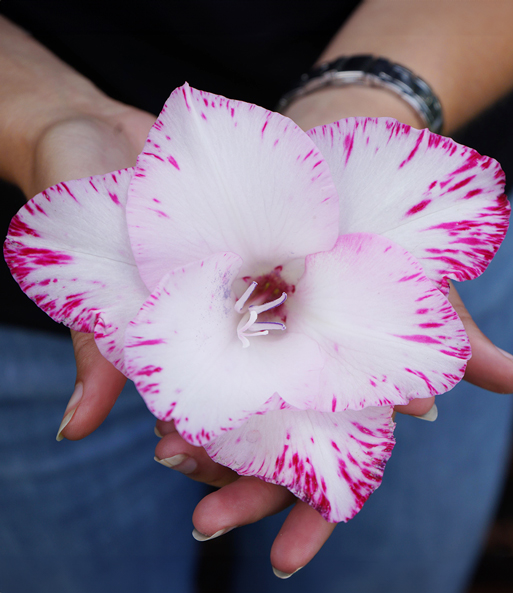 Riesenblütige Gladiole 'My Love'