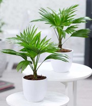 Palmen Duo