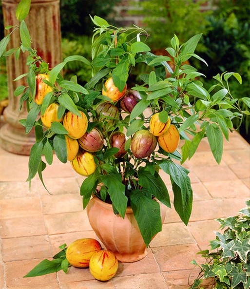 Auf einer Terrasse steht eine Melonenbirne im Topf, die einige gelbe Früchte trägt. Die Blätter in Bodennähe sind größer als die höheren Blätter der Pflanze.