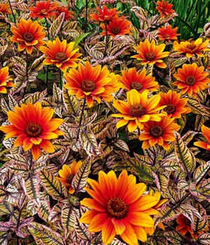 Sonnenauge 'Orange Marble'