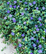 Vinca minor 'Blau'