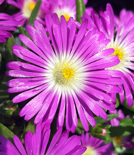 Nahaufnahme der pink-weißen Blüten des winterharten Eisblumen 'Summer Mix'. Nur die Blütenmitte ist weiß gefärbt.