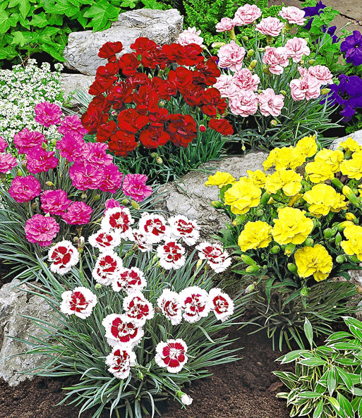 Prachtmischung 'Duft-Gartennelken'