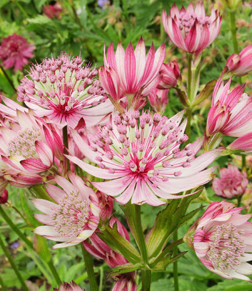Die rosa Blüten der Astrantia 'Sparkling Stars Pink' sind weit geöffnet und präsentieren Ihre rosa Staubblätter. 