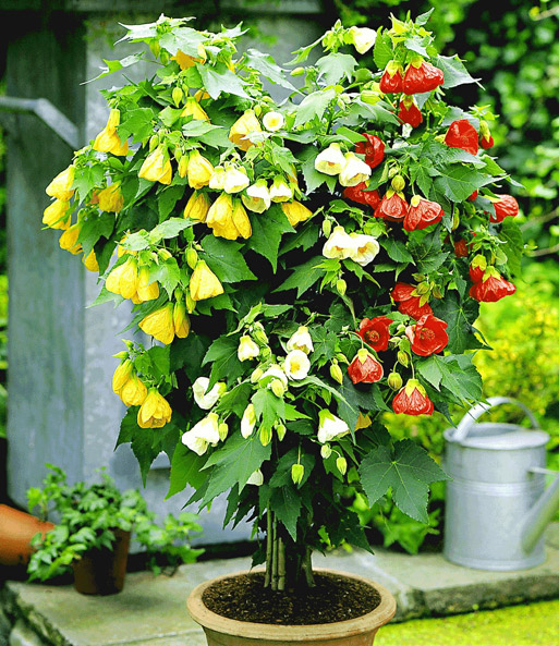 Abutilon-Stämmchen 'Tricolor'