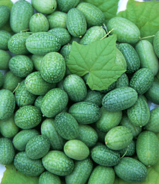Ein kleiner Haufen Früchte der mexikanischen Minigurke 'Melothria'. Ihre Gürkchen sind kaum größer als ein halbes Blatt.