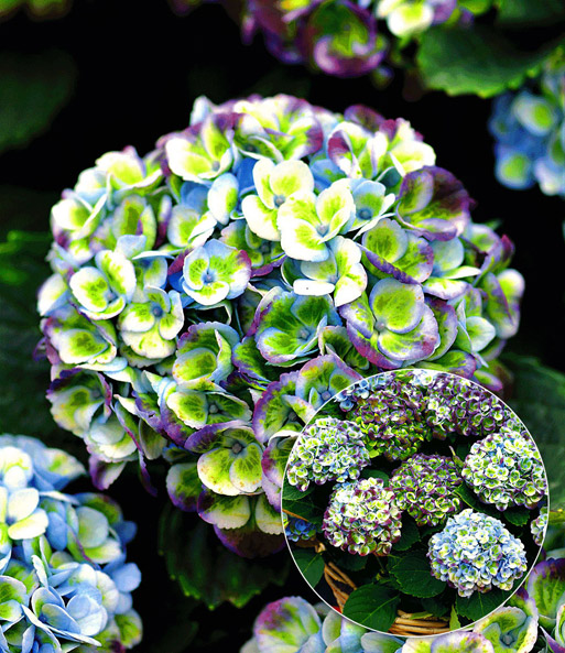 Freiland-Hortensie 'Magical Revolution®'