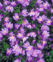 Bodendecker 'Mazus Reptans'