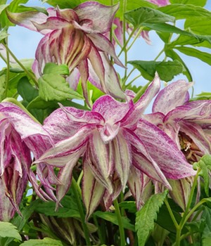 Clematis 'Pink Surprise®', im 2-Liter Topf