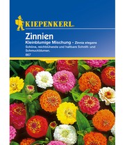 Zinnie 'Kleinblumige Mischung'