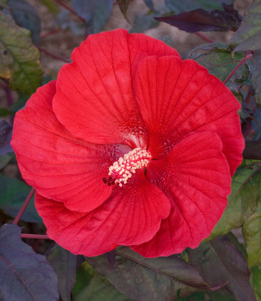 Nahaufnahme einer leuchtend roten Hibiskusblüte mit zentralem Staubgefäß. Im dunklem Hintergrund ist Blattwerk.