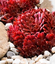 Sempervivum 'Arctic White® & Coral Red®'