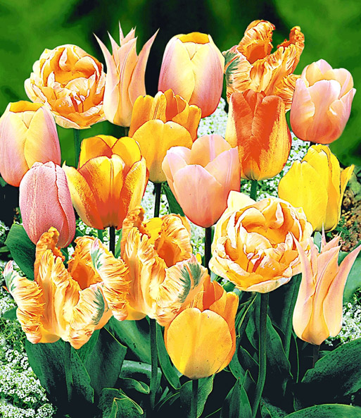 Tulpen-Mix 'Orange Blend'