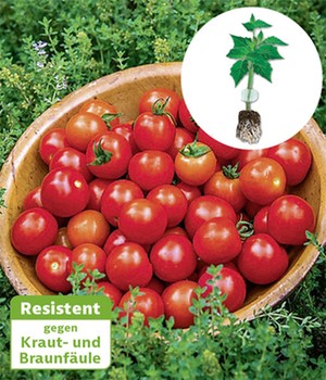 Veredelte Cherrytomate 'Consuelo' F1