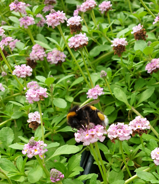 Lippia 'Summer Pearls®' rosa