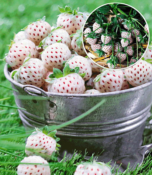 Viele Früchte der weißen Ananas-Erdbeere 'Natural White' liegen in einem Metalleimer. Die Frucht ist weiß mit roten Kernen.
