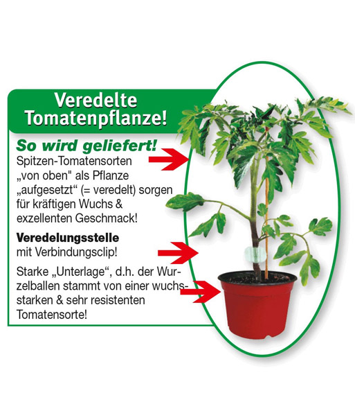 Veredelte Stab-Tomate 'Maestria' F1