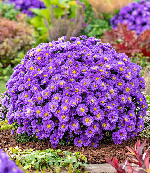 Herbstaster 'Alpha®' Dark Purple, im 12 cm-Topf