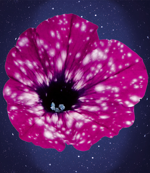 Nahaufnahme der rot-weißen Blüte der Hänge-Petunien Mix „SKY Family“ unter dem Sternenhimmel.