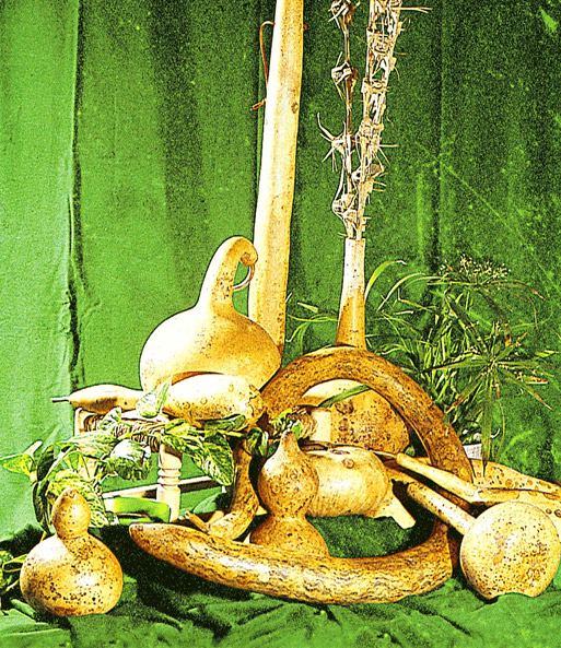 Kalebassen-Kürbis