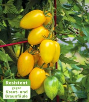 Veredelte Cocktail-Tomate 'Bliss' F1