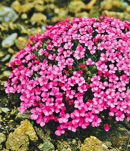 Zwerg-Nelke 'Microlepis'
