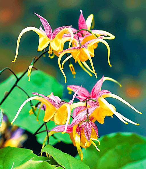 Epimedium 'Fire Dragon®'