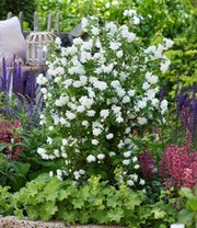 Duftender Gartenjasmin 'Pearls of Perfume®'