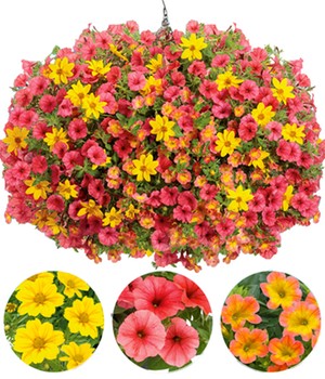 Sommerblumen-Mix 'Tigers Blood®'