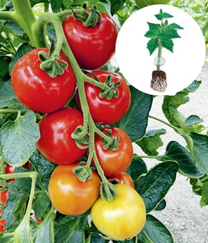 Veredelte Tomate 'Magic Fire' F1