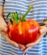 Veredelte Fleisch-Tomate 'Gigantomo' F1