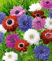 Gefüllte Anemonen 'St. Brigid-Mischung'