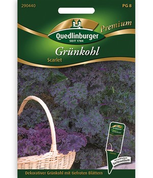Grünkohl 'Scarlet'