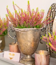 Calluna Knospenheide 'Golden Angie', 13 cm-Topf