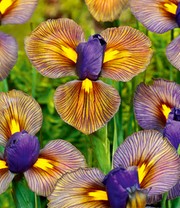 Iris 'Eye of the Tiger'