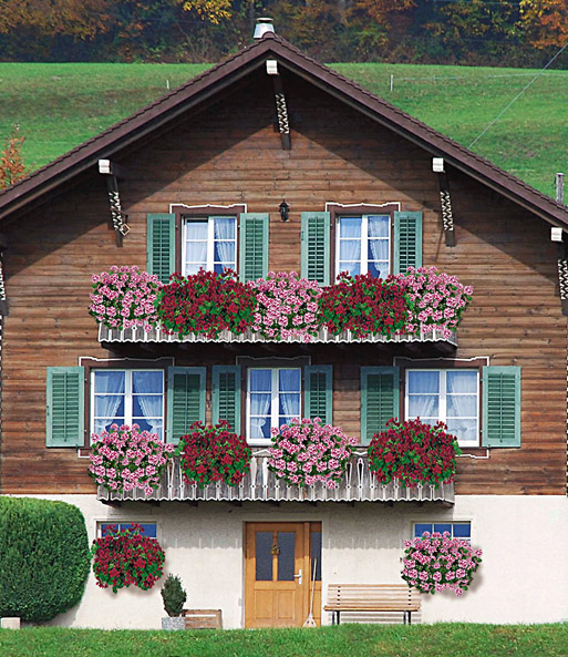 Hänge-Geranie Villetta® 'White-Burgundy'