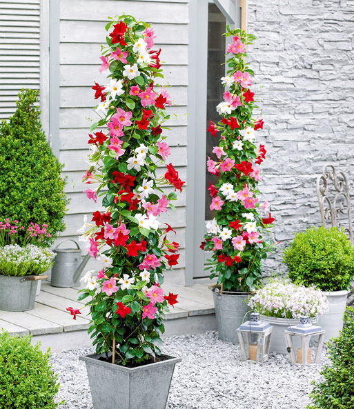 Mandevilla Mix 'Sundaville®'