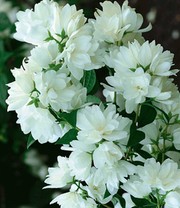 Schneeweißer Duft-Jasmin