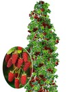 Säulen-Tayberry 'Buckingham'
