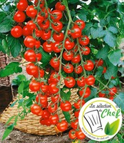 Veredelte Kirsch-Tomate 'Pepe' F1