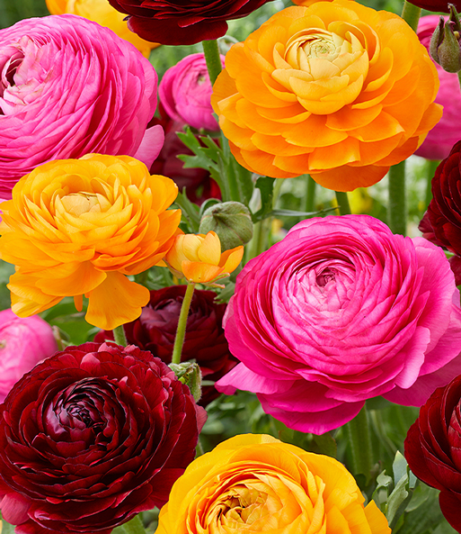 Ranunkel-Mix 'Oriental Beauty'